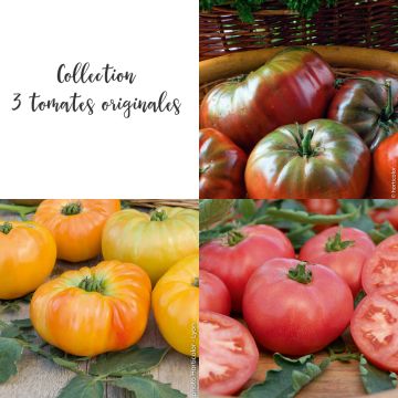 Collection de 3 tomates originales