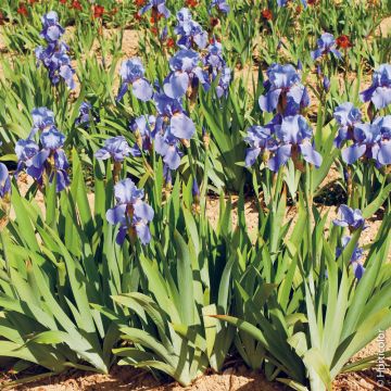 Iris à grandes fleurs Blue Shimmer