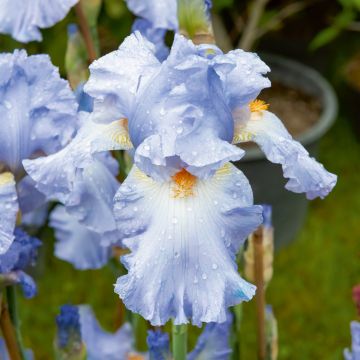 Iris à grandes fleurs ‘Crystal Blue’