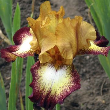 Iris à grandes fleurs ‘Showcase’