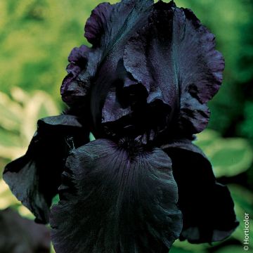 Iris à grandes fleurs Night All