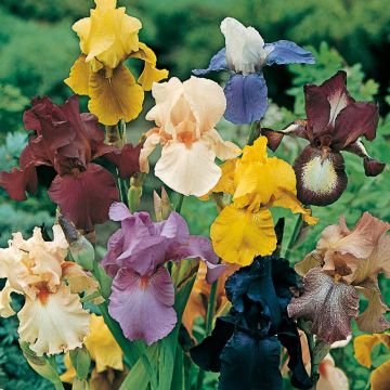 Iris à grandes fleurs en mélange