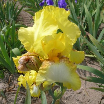 Iris à grandes fleurs ‘Apogée’