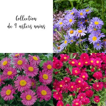 Collection de 9 asters nains