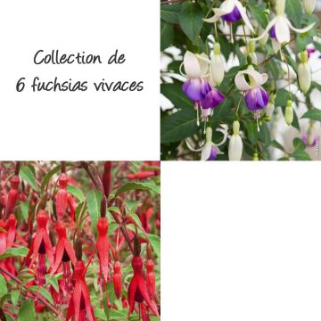Collection de 6 Fuchsias vivaces