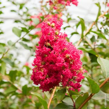 Lagerstroemia Petite Red ou Lilas des Indes