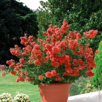 Lagerstroemia Petite Red, Lilas des Indes rouge