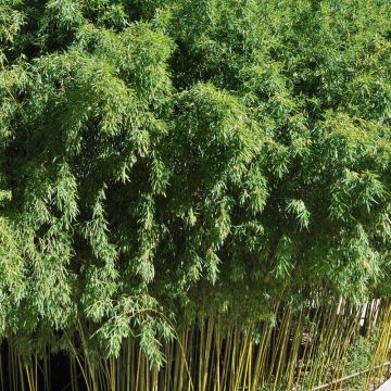 Bambou Phyllostachys bissetii