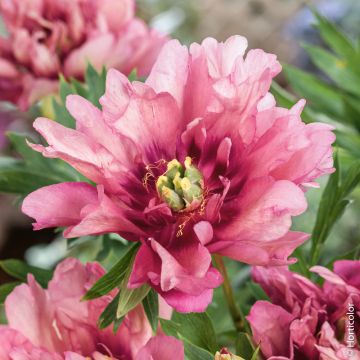 Pivoine hybride intersectionnel ou Paeonia X Itoh ‘Hillary’