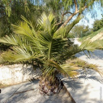 Palmier Jubaea chilensis ou Cocotier du Chili