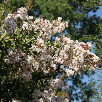 Lagerstroemia INDIYA CHARMS ® NEIGE D'ETE ® buisson