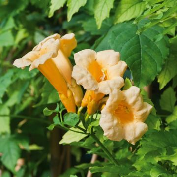 Bignone jaune ou Campsis radicans 'Yellow Trumpet'