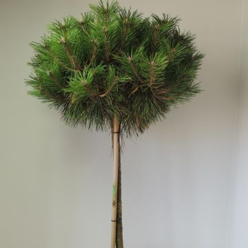 Pinus nigra BREPO ® Pierrick Bregeon