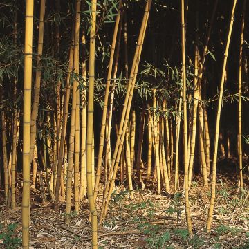 Bambou Phyllostachys aurea Holochrysa