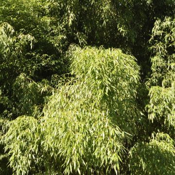 Bambou Phyllostachys flexuosa