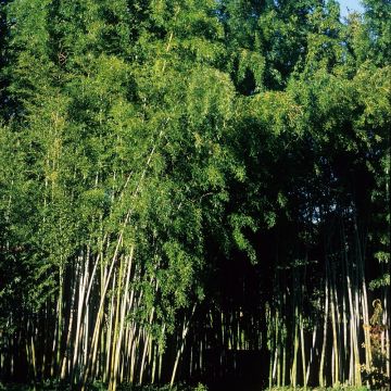 Bambou Phyllostachys nigra Boryana