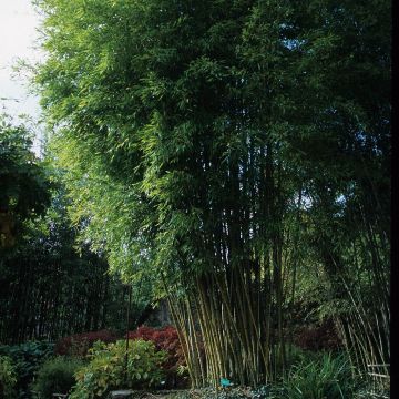 Bambou Phyllostachys nigra Henonis