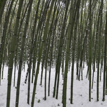 Bambou Phyllostachys viridiglaucescens