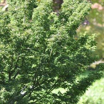 Erable du Japon ou Acer palmatum ‘Shishigashira’