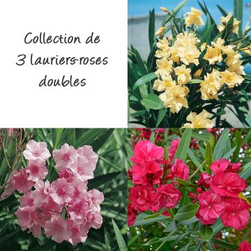 Collection 3 Lauriers-roses à fleurs doubles