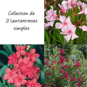 Collection 3 Lauriers-roses à fleurs simple