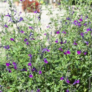 Sauge arbustive ou Salvia jamensis VIOLETTE DE LOIRE ® ‘Barsal’ 