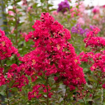 Lagerstroemia indica ‘Red Imperator’ ou Lilas des Indes rouge