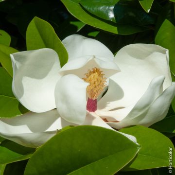 Magnolia grandifora parfumé Meilland Richardier