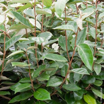 Elaeagnus X ebbingei, arbuste persistant Meilland Richardier