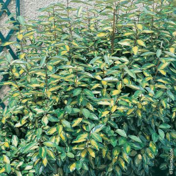 Elaeagnus X ebbingei 'Limelight', arbuste Meilland Richardier