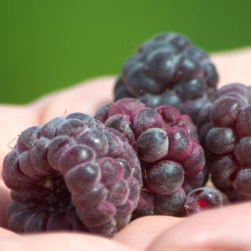 Framboisier ou Rubus X Glen Coe