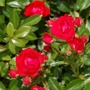 rosier demi-tige Red MEILOVE ® Meirokad détail des roses