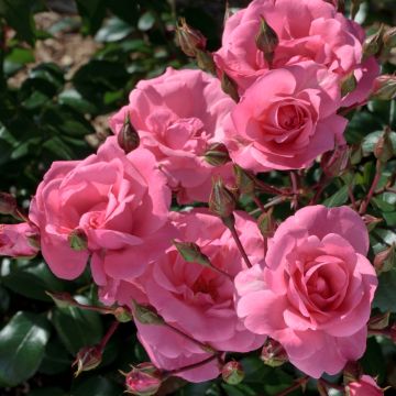 Rosier demi-tige Pink MEILOVE ® Meikifunk détail des fleurs