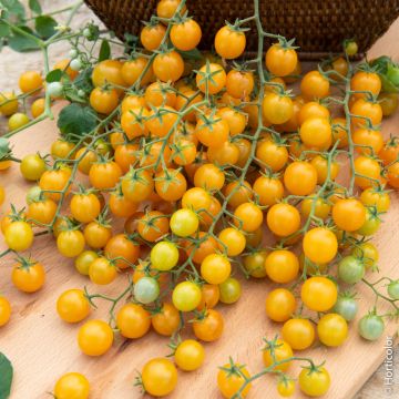 Tomate cerise jaune Cereza Amarilla BIO