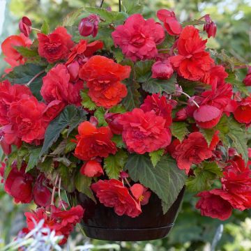 Begonia cascade odorata ® rouge/rose