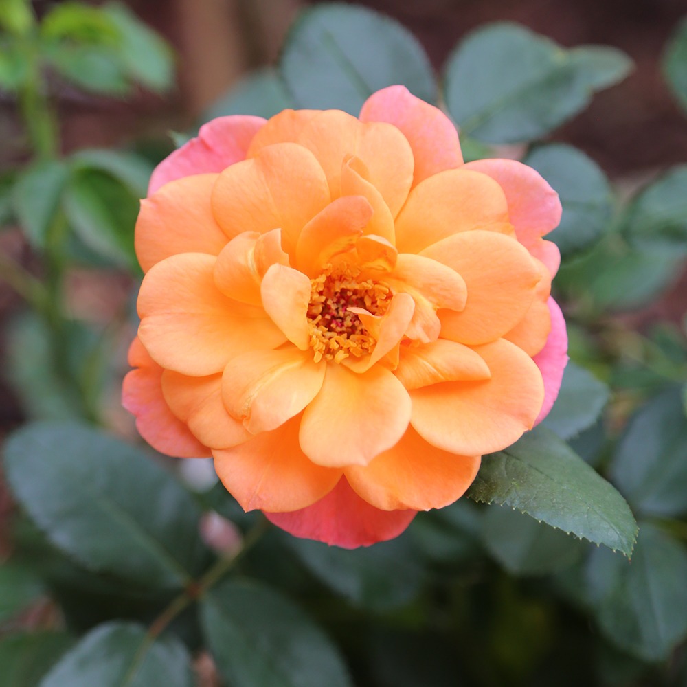Rosier Sugar CANDY ROSE® Meiconfiz | Rosiers – Meilland Richardier