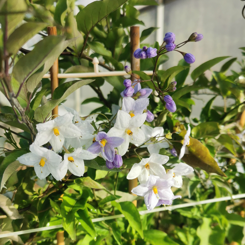 Morelle Faux-jasmin 'Album' - Solanum Jasminoïdes