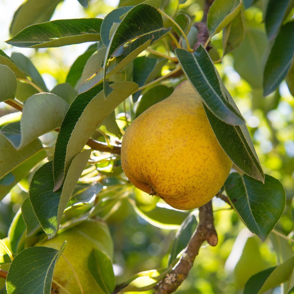 Acheter Poire Williams en ligne - Arbre Fruitier