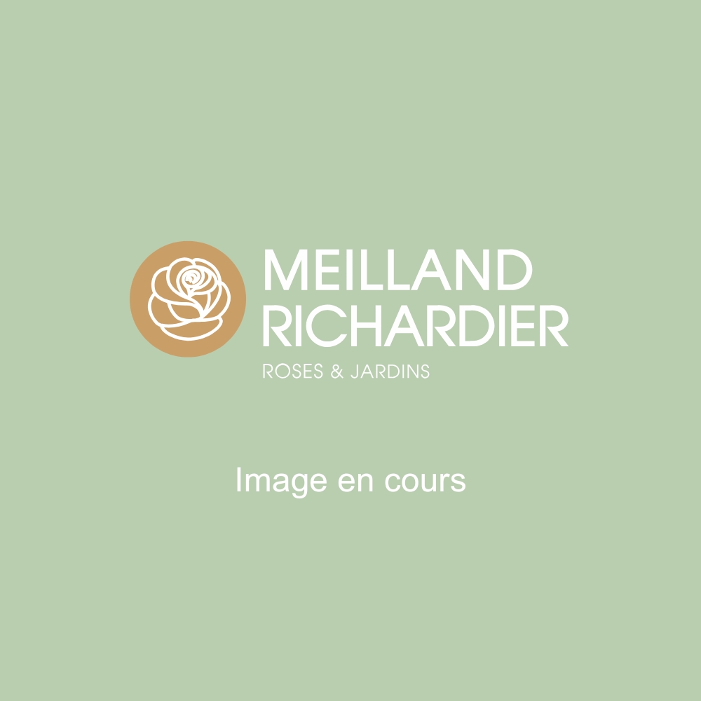 Rosier grimpant MON JARDIN & MA MAISON ® Meichavrin