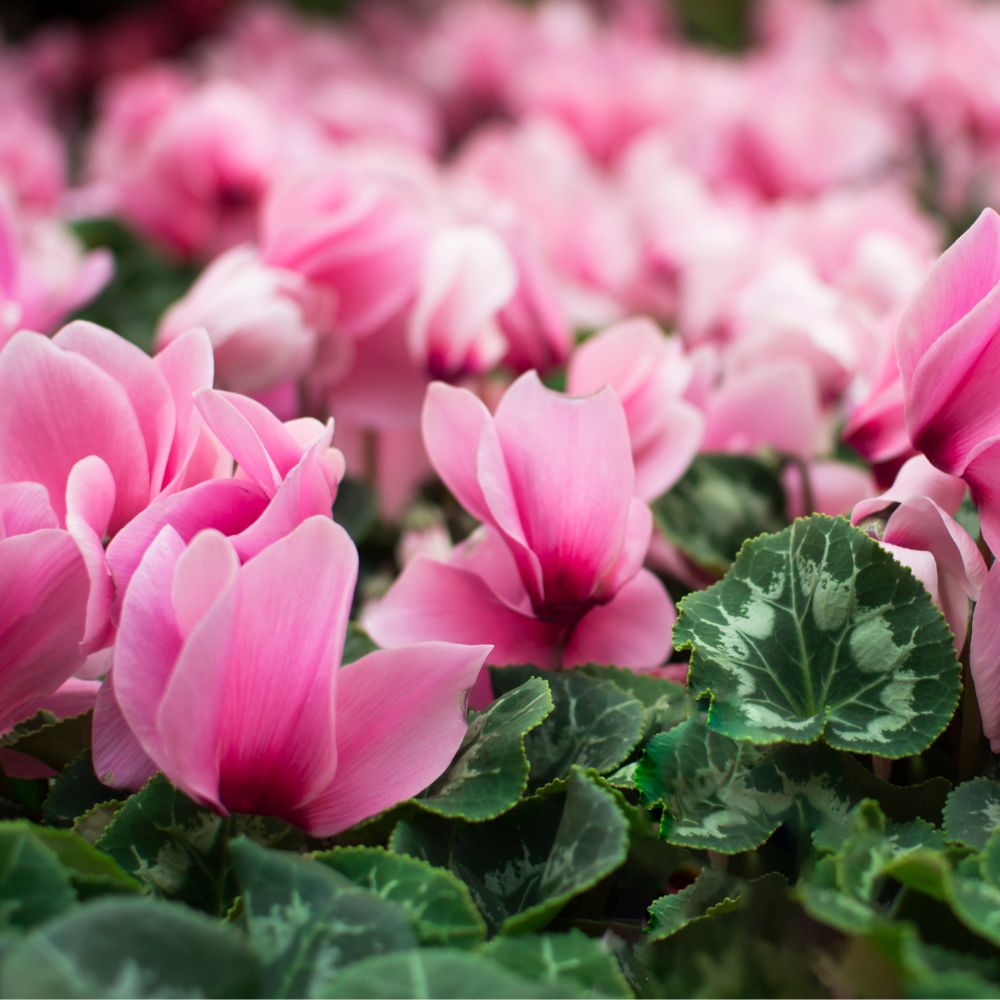 Graines De Fleurs De Cyclamen Pour Un Beau Jardin Rose Foncé