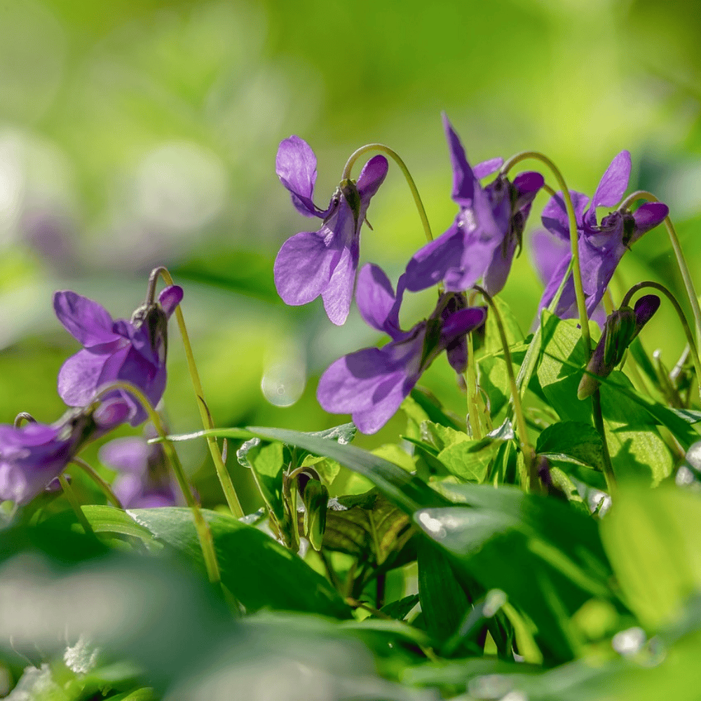 Violette parfumée de Toulouse | Vivaces
