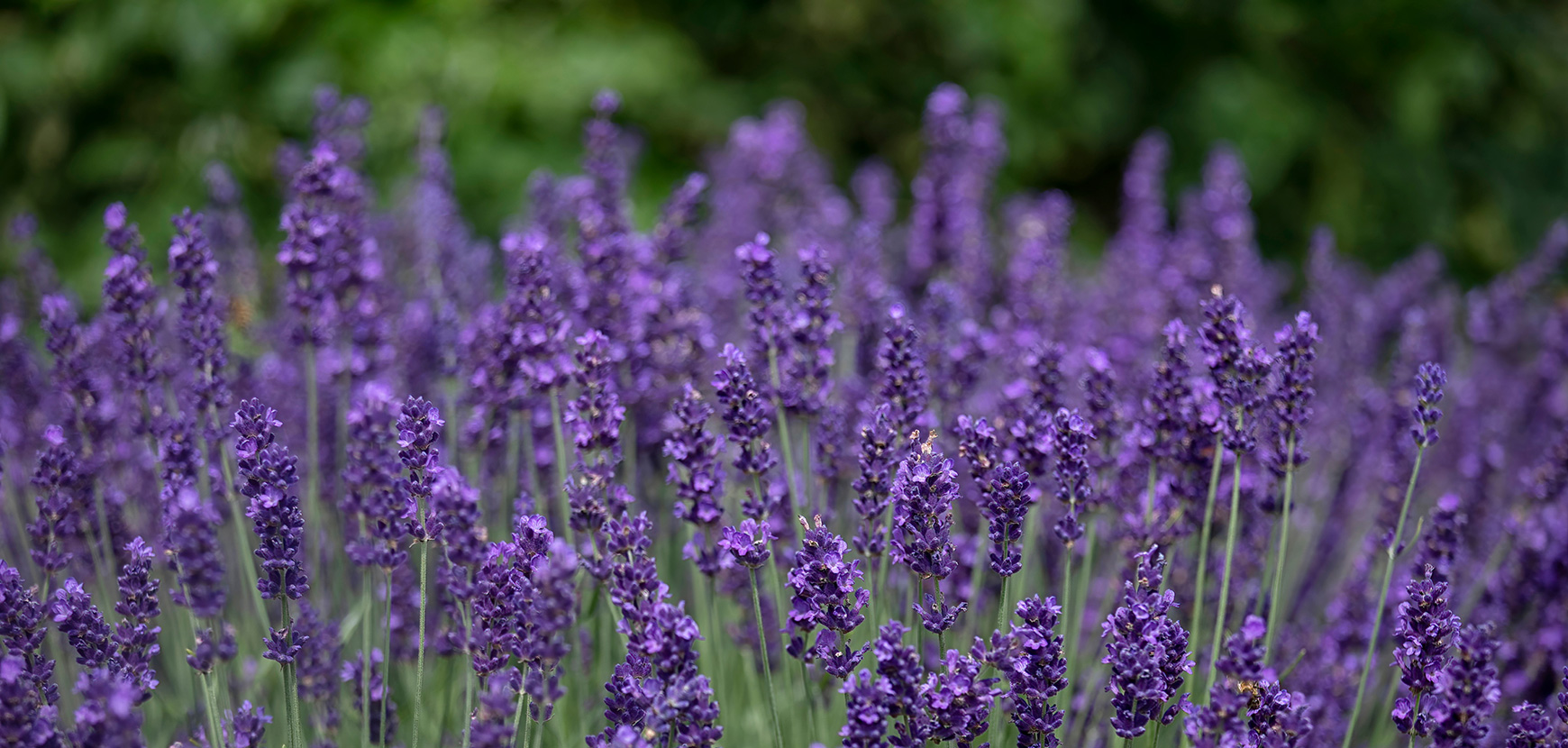 Garder un jardin décoratif même en plein été