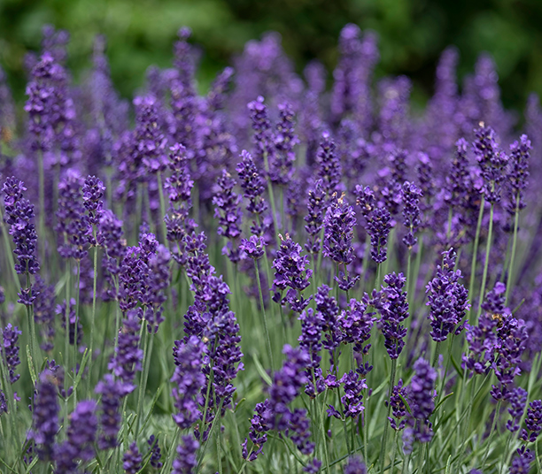 Lavande Hidcote blue