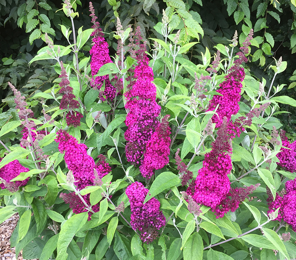 Buddleia funky fuchsia