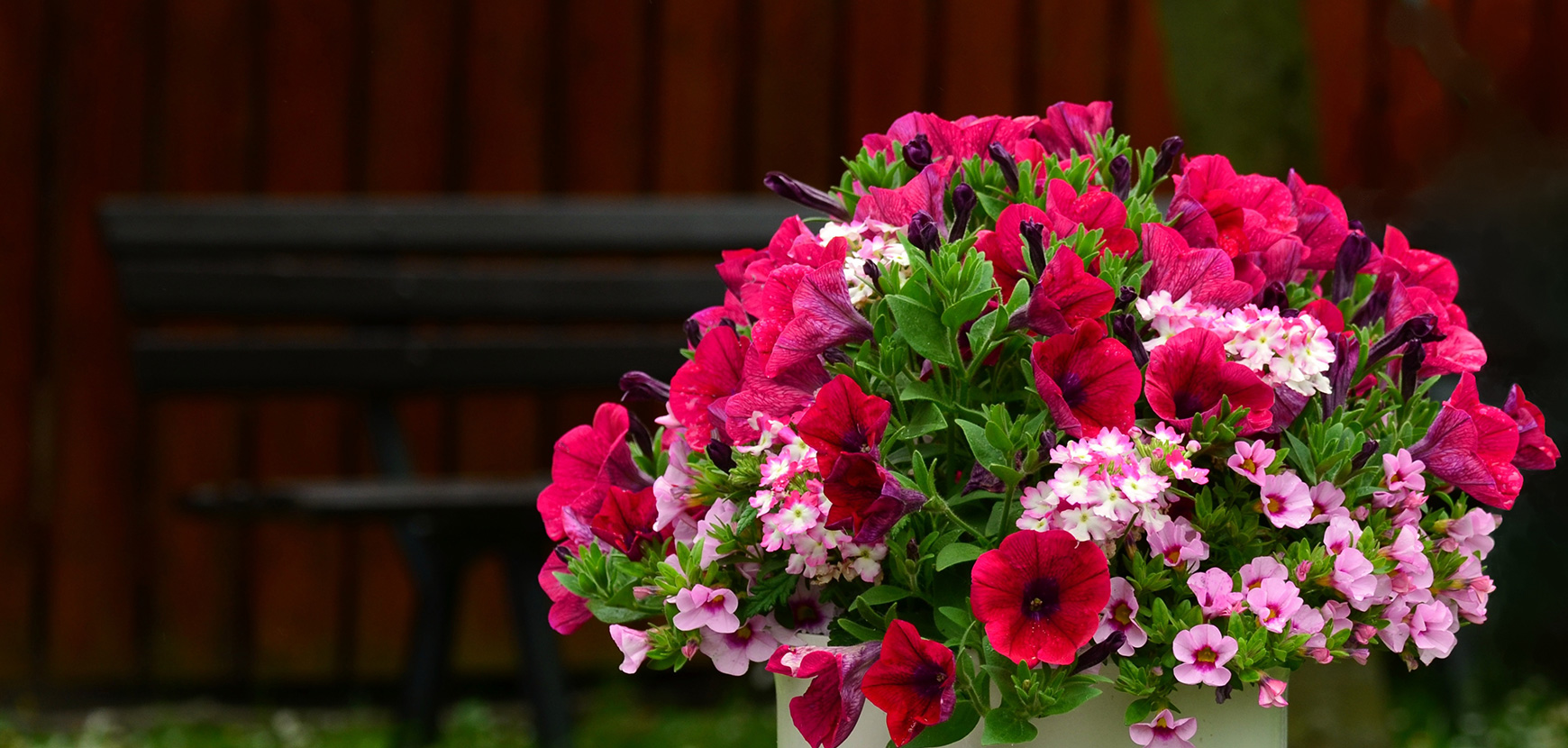 Les plantes annuelles, pour fleurir votre extérieur dès maintenant !