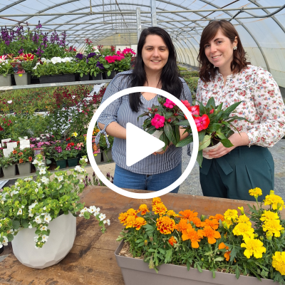 Replay Live : un jardin coloré avec nos fleurs annuelles