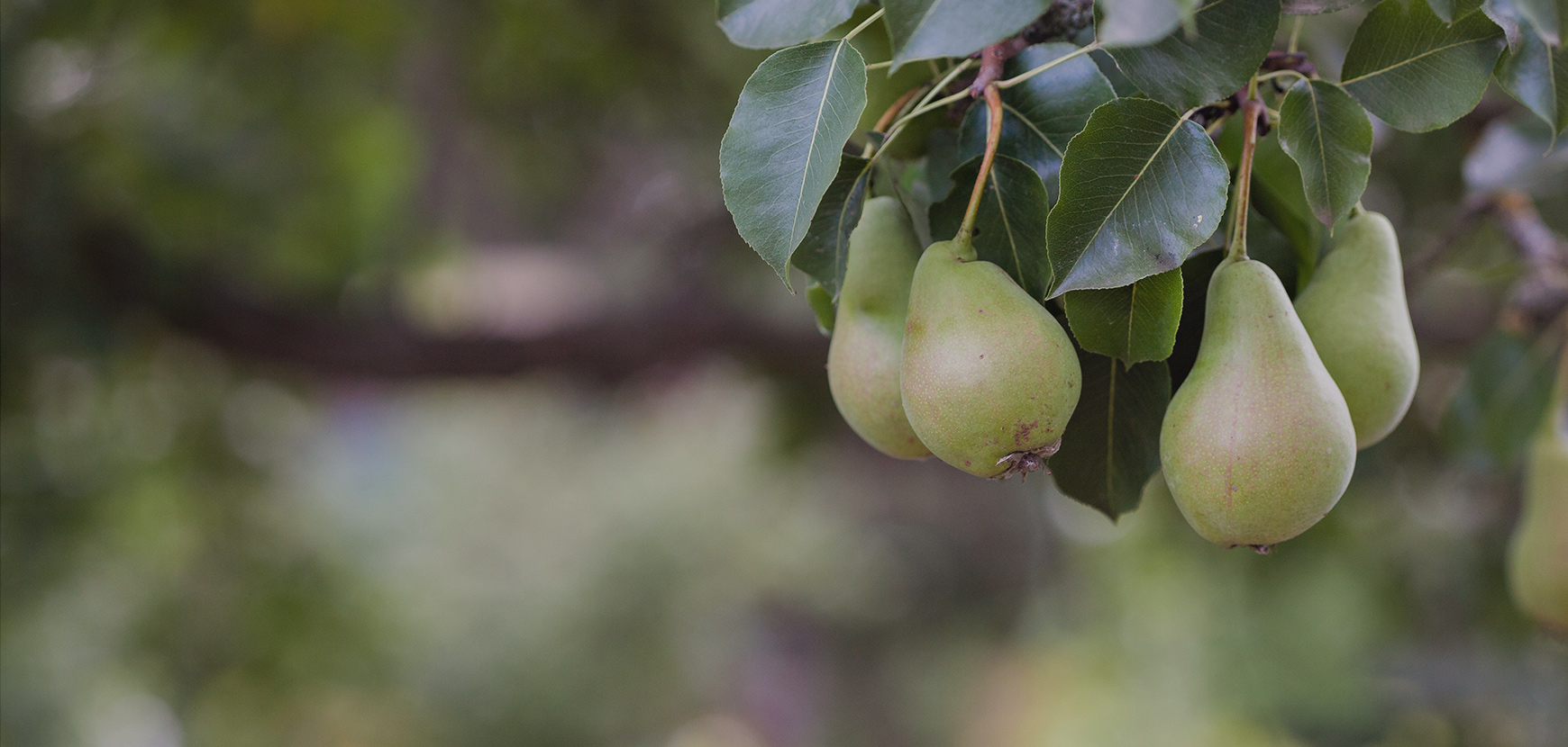 Arbres fruitiers : conseils de plantation et d'entretien 