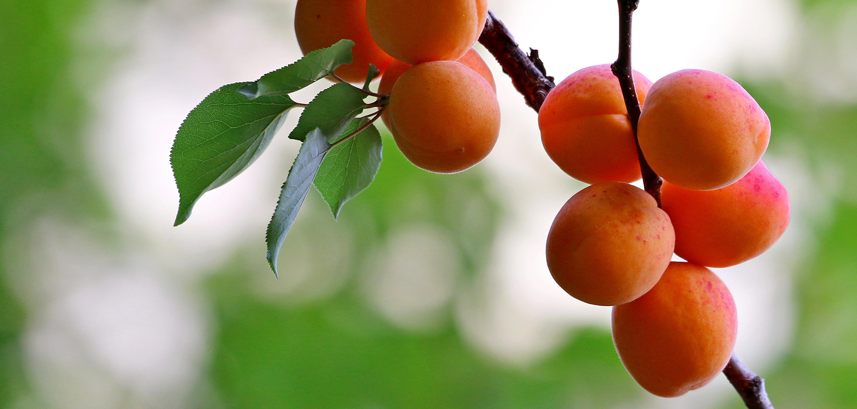 Arbres fruitiers : quelle forme choisir ?