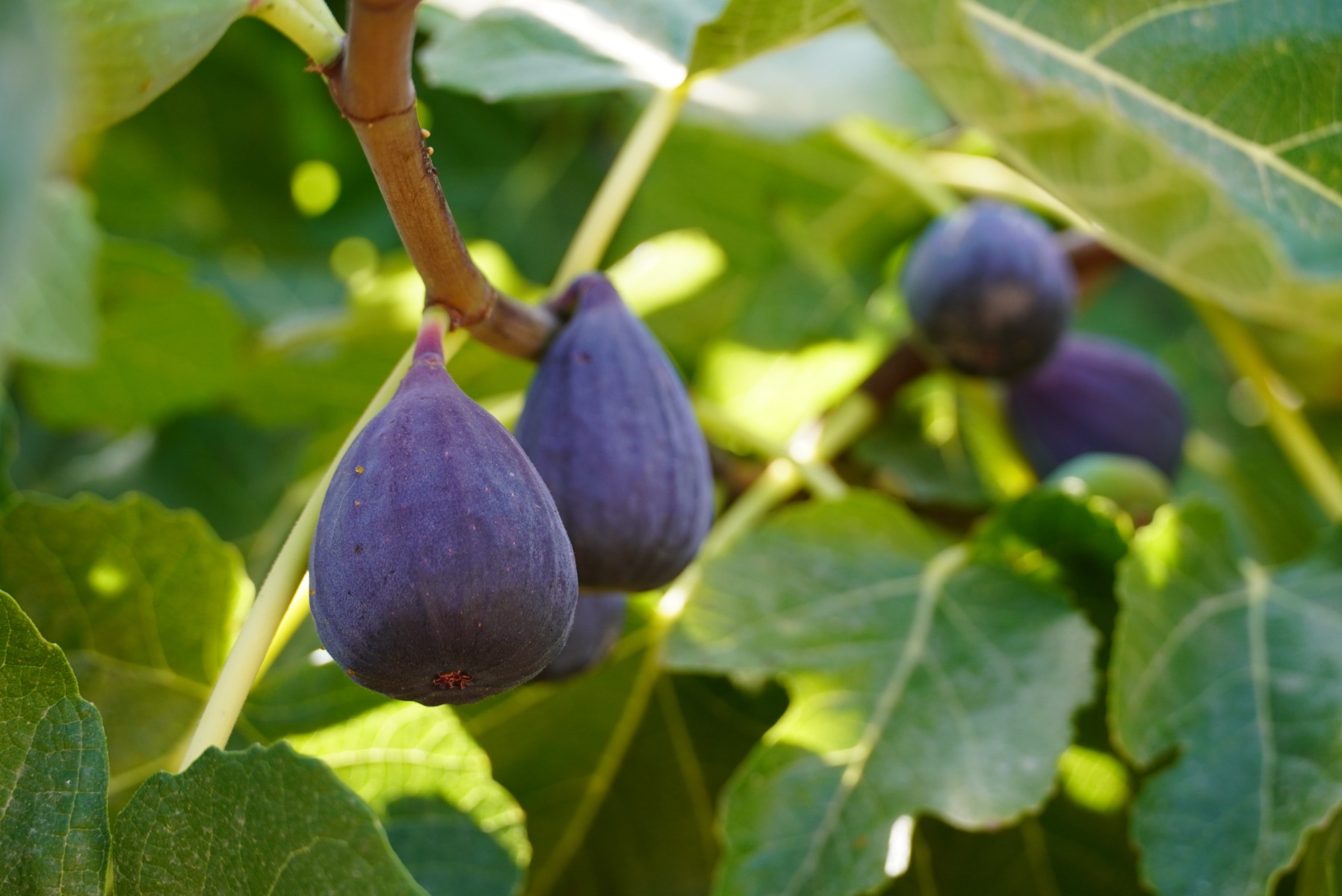 https://www.meillandrichardier.com/media/cms/page/fruitier_figuier_figues_noire_violette_pixabay_figs-7421496.jpg