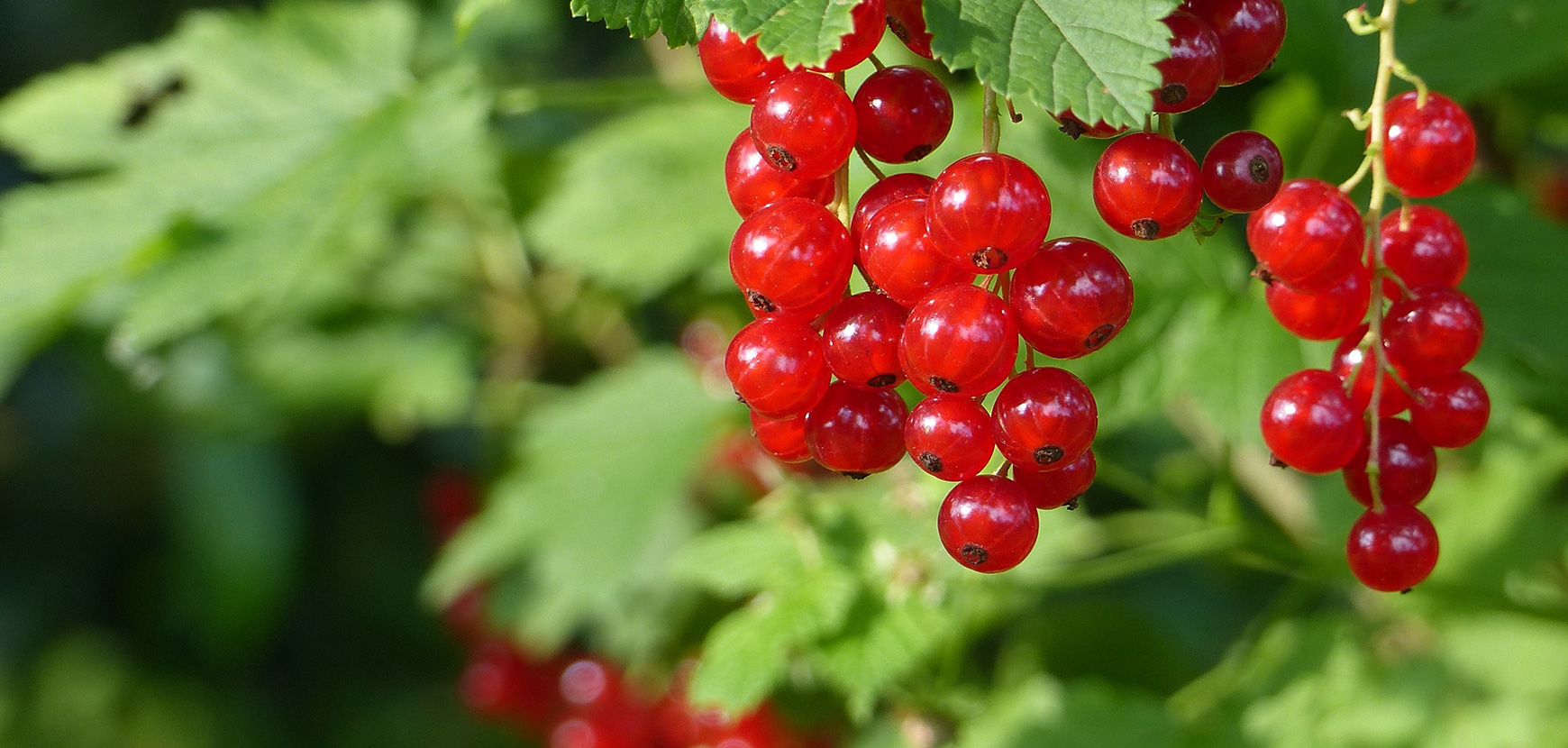 Le gobelet, tout comprendre sur cette forme de fruitier